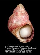 Tricolia pullus picta (f) borealis (2)